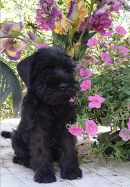 Cucciolo Schnauzer nano