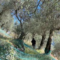 Terreno Uliveto Giffoni 10000 mq - PSR