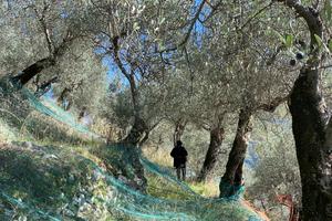 Terreno Uliveto Giffoni 10000 mq - PSR