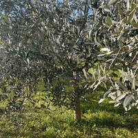 piante di ulivo