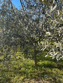 piante di ulivo