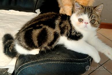 Cucciolo Exotic shortair