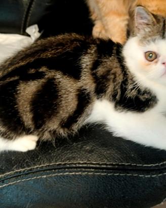 Cucciolo Exotic shortair