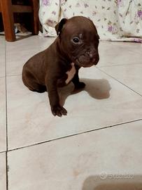 Cuccioli Pitbull