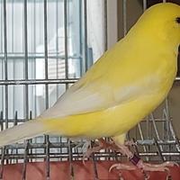 Canarini in blocco PREZZO AFFARE