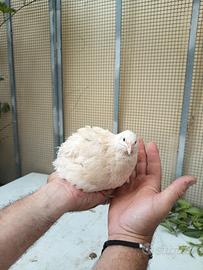 Quaglie jumbo del Texas  