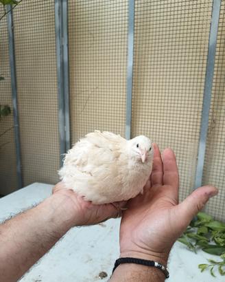 Quaglie jumbo del Texas  