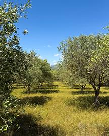 Oliveti per gestione o mezzadria