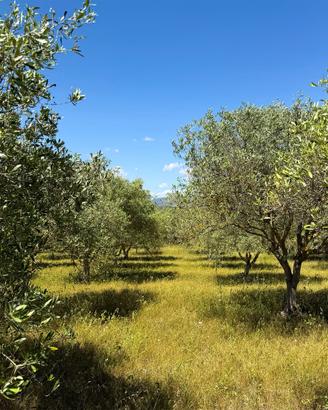 Oliveti per gestione o mezzadria