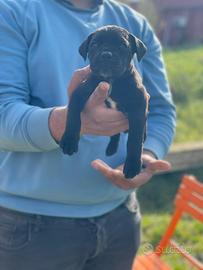 Cane corso