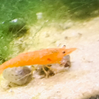 Neocaridine Orange Sakura