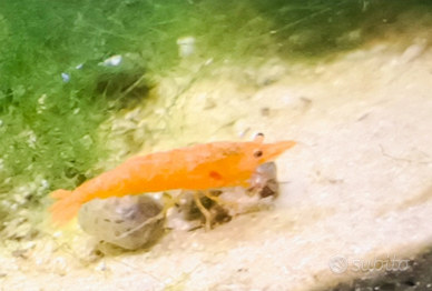 Neocaridine Orange Sakura