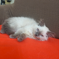 Gatti persiani Himalayani