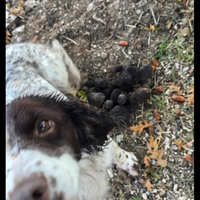 Cane da tartufo