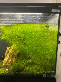 Piante per acquario