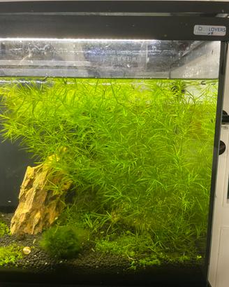 Piante per acquario