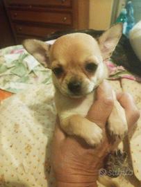 Chihuahua toy