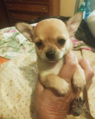 Chihuahua toy