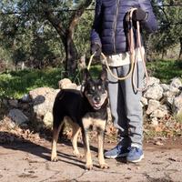 Tappina una nonna sprint in adozione