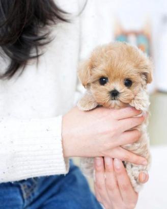 maltipoo toy