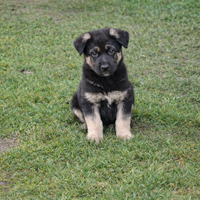 Cucciolo pastore tedesco