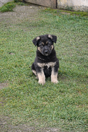 Cucciolo pastore tedesco