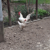 Chicchirinelle, brahma e moroseta