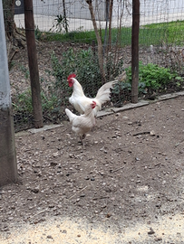 Chicchirinelle, brahma e moroseta