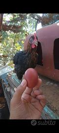 Pulcini Marans