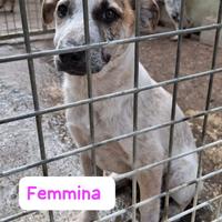 Cuccioli in canile 3 mesi