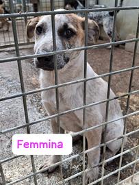 Cuccioli in canile 3 mesi