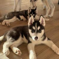 Cuccioli Siberian Husky con pedigree Enci FCI