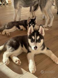 Cuccioli Siberian Husky con pedigree Enci FCI