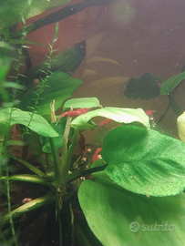 Caridine Red Sakura e Red cherry