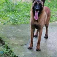 Cuccioli di pastore belga malinois