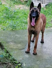 Cuccioli di pastore belga malinois