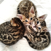 2 Cucciole Bengala con pedigree anche for breeding