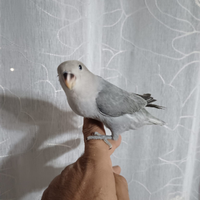 Inseparabile allevato a mano e calopsite