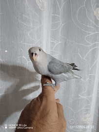 Inseparabile allevato a mano e calopsite