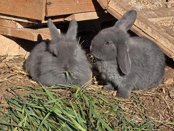 Coniglietti nani