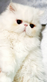 Gattini di razza persiano ipertipico puri