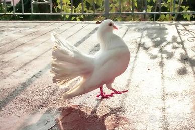 Colombe Pavoncelle
