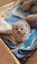 Cuccioli British shorthair