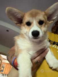 Femmina Welsh Corgi Pembroke