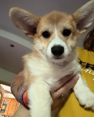 Femmina Welsh Corgi Pembroke
