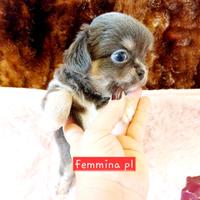 Chihuahua con pedigree Enci