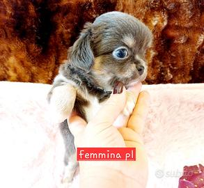 Chihuahua con pedigree Enci