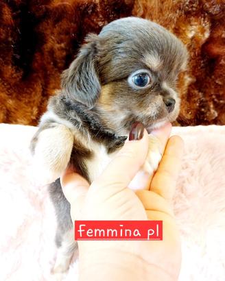 Chihuahua con pedigree Enci