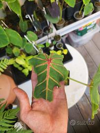Colocasia Pharao's Mask Red – Taglia L