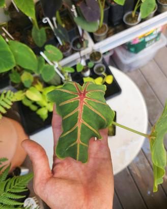 Colocasia Pharao's Mask Red – Taglia L